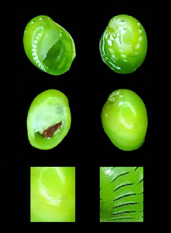  Smaragdia viridis (Seagrass Nerite)